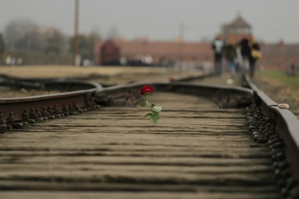 A red rose beside the historic railway tracks at Auschwitz-Birkenau